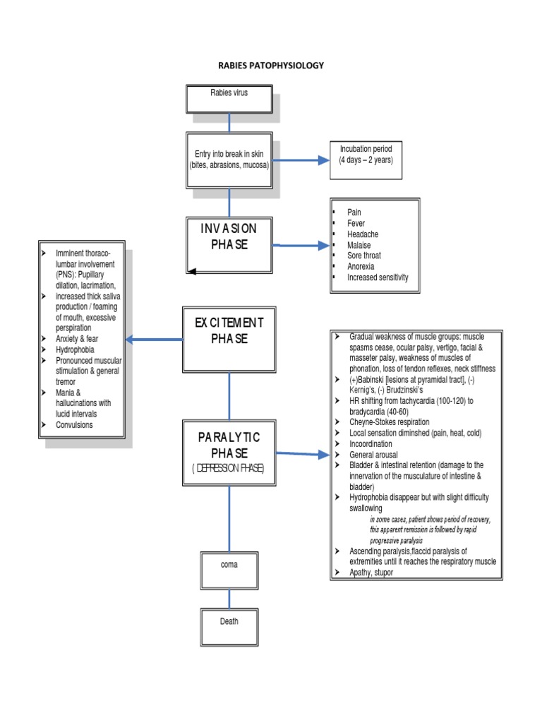Rabies Pathophysiology Overview | PDF | Rabies | Neurology
