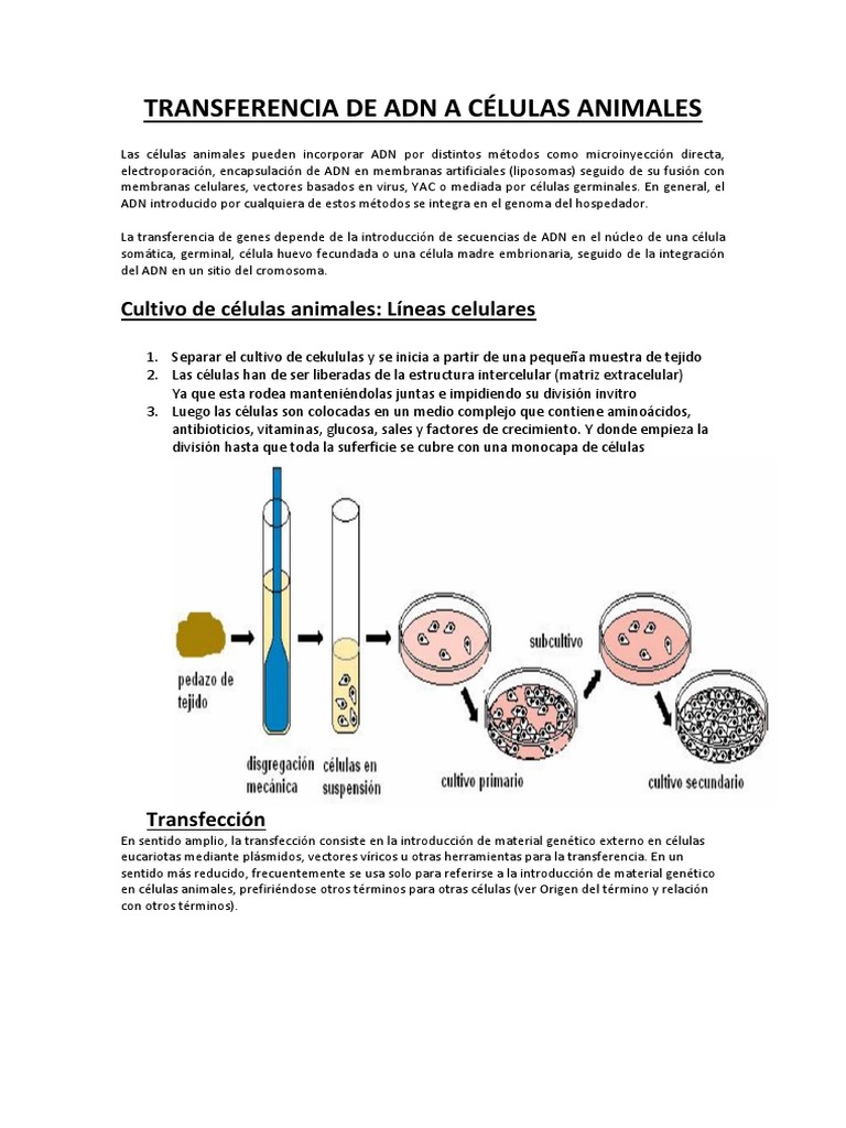 Transfección de ADN en células animales | PDF | Transgénesis | Transfección