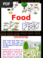 Final Food Web