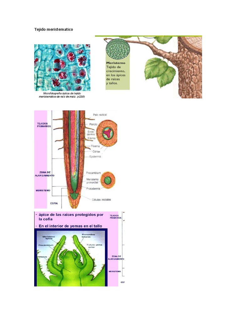 Tejido Meristematico | PDF | Morfología Vegetal