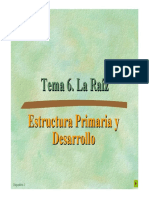 Tema 6a - La Raíz PDF