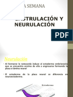 Embrio Primera Neurulacion