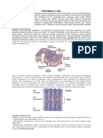 Membran Sel