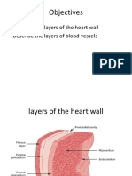 Objectives: - Describe The Layers of The Heart Wall - Describe The Layers of Blood Vessels