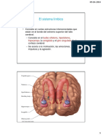 Sistema Límbico Clase Básica 1.11