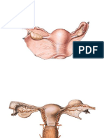 1.1. Penuntun Praktikum Anatomi Reproduksi