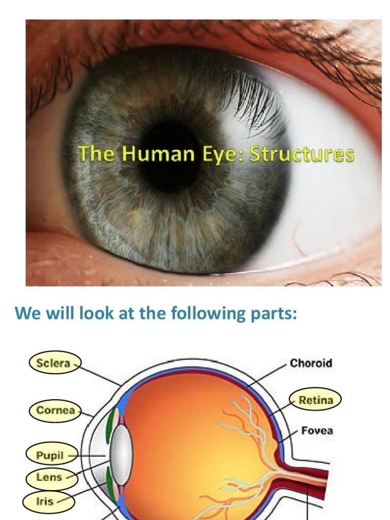 The Human Eye PowerPoint Human Eye Lens (Optics)