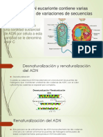 El ADN Eucarionte Contiene Varias Clases de Variaciones