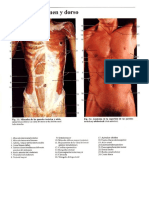 01 Musculos de Las Paredes Toracicas y Abdominal