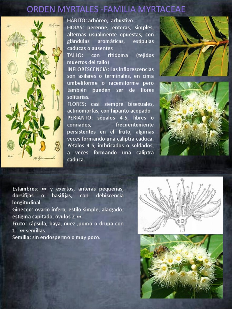 Presentación 1 de Myrtaceae | PDF