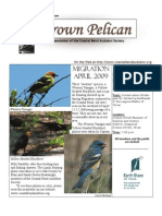May-June 2009 Brown Pelican Newsletter Coastal Bend Audubon Society