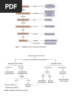 ALGORITMO AMENORREA.pdf