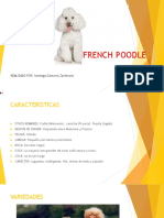 French Poodle