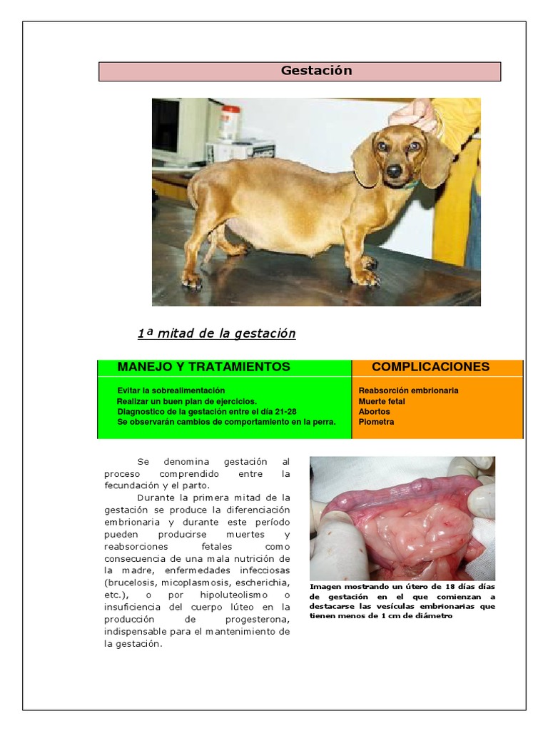 Caso: Gestación en Perra | PDF | Parto | El embarazo