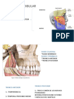 Nervio mandibular: anatomía y ramas