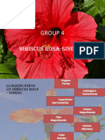 Group 4: Hibiscus Rosa-Sinensis