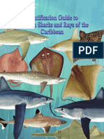 FAO Shark picture.pdf