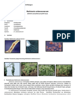 Ralstonia Solanacearum Versi 1 Kolom PDF