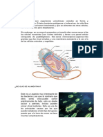 Bacterias y Hongos