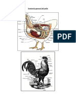 Anatomía del pollo: estructura, composición y clasificación