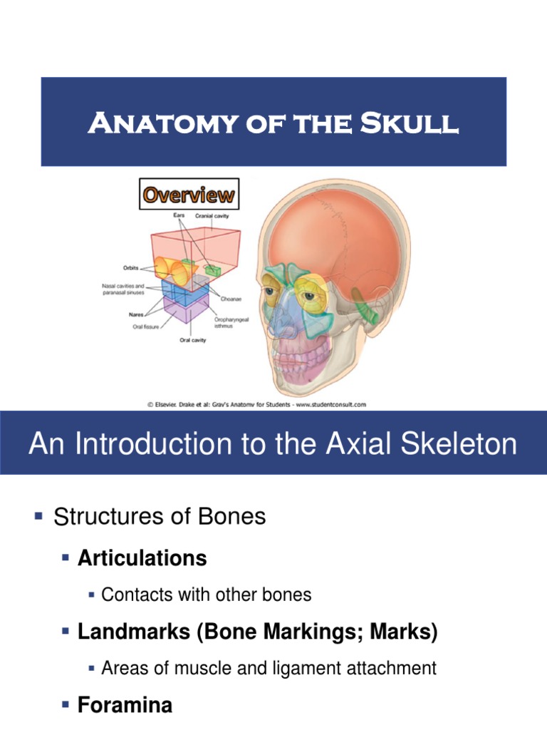 Anatomy of The Skull 2017 | PDF | Skull | Animal Anatomy