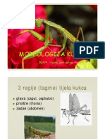 Morfologija Kukaca - Glava PDF