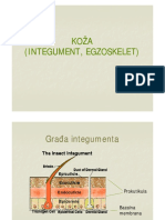 INTEGUMENT KUKACA.pdf