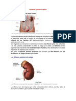 Sistema Urinario