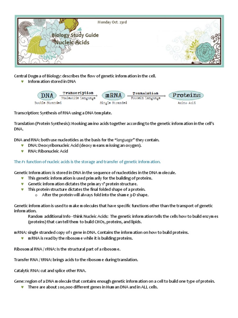 Functions of Nucleic Acids Explained | PDF | Nucleic Acid Sequence | Rna