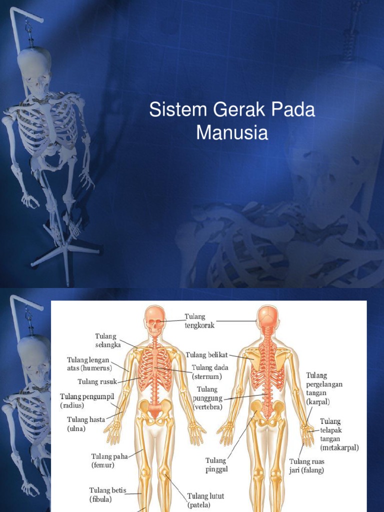 Sistem Gerak Pada Manusia
