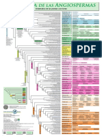 Filogenia de Las Angisospermas