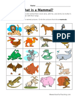 Classifying Mammals Worksheet