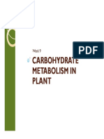 Lipid Dan Karbohidrat Tumbuhan (Compatibility Mode)