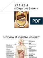 1.4.3-4 ANATOMI Susunan Pencernaan