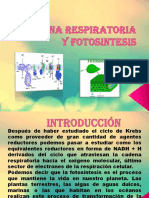 Cadena Respiratoria y Fotosintesis