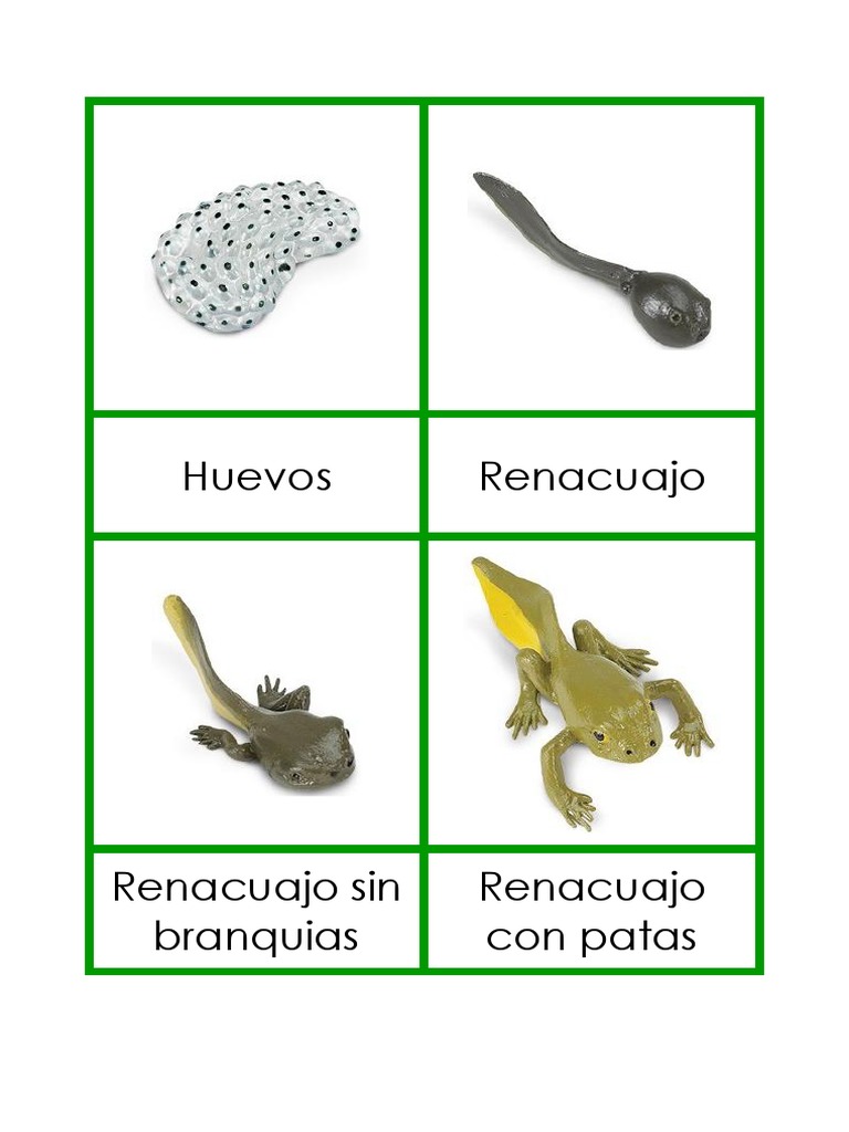 Ciclo de Vida de Una Rana | PDF | Anfibio | Herpetología, image size:768x1024