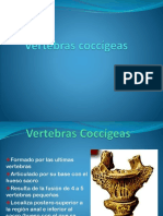 Vertebras Coccígeas