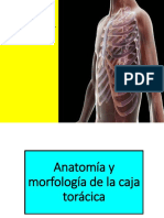 Anatomía y morfología de la caja torácica