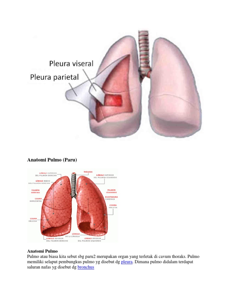 Anatomi Pulmo Paru