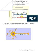 Funciones en El Organismo