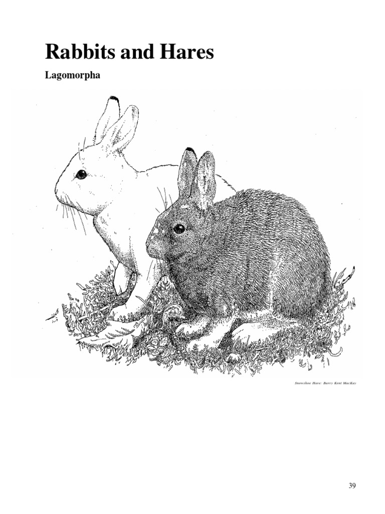 Texas Wildlife: Jackrabbit Overview | PDF | Hare | Ontario