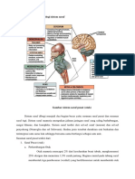 Anatomi Dan Fisiologi Sistem Saraf Jen