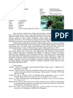 Resume Materi Pinus Merkusii
