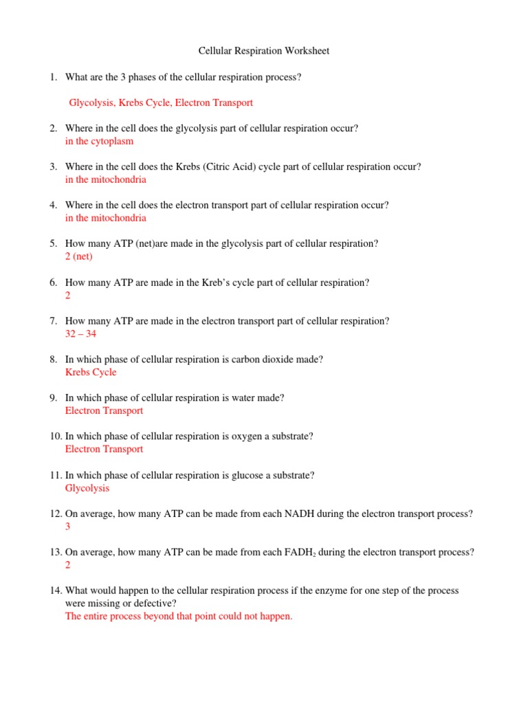 worksheet Krebs Cycle Worksheet cell respiration worksheet r06answers cellular glycolysis