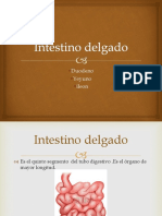 Intestino Delgado