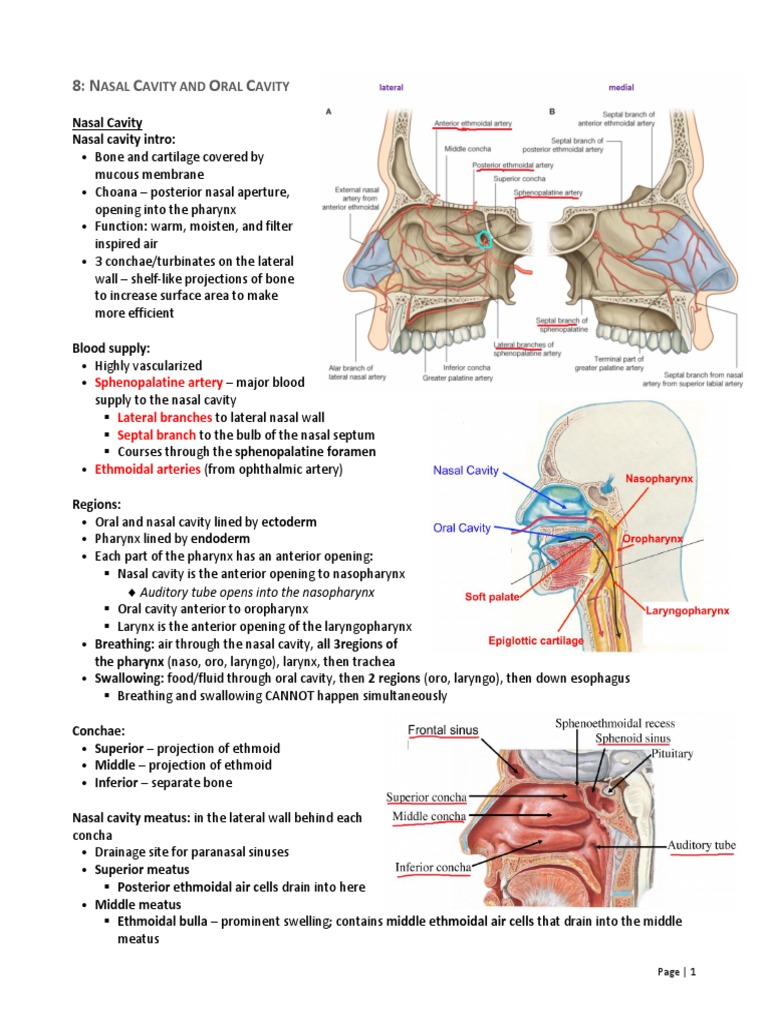 Nasal Cavity and Oral Cavity OUTLINE | PDF | Tongue | Primate Anatomy