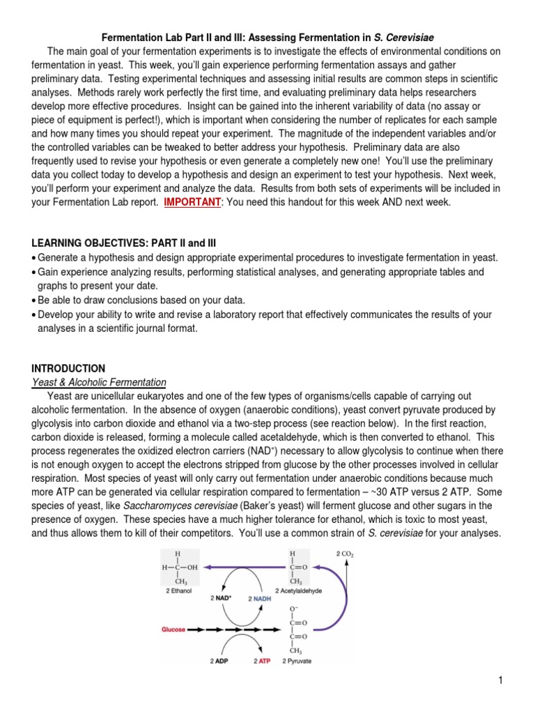 Yeast Fermentation Experiment Guide | PDF | Cellular Respiration ...