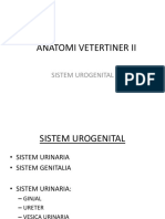 Anatomi Vetertiner Iisistem Urogenital