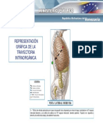 Trayectoria Intraorganica