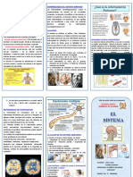 Triptico El Sistema Nervioso